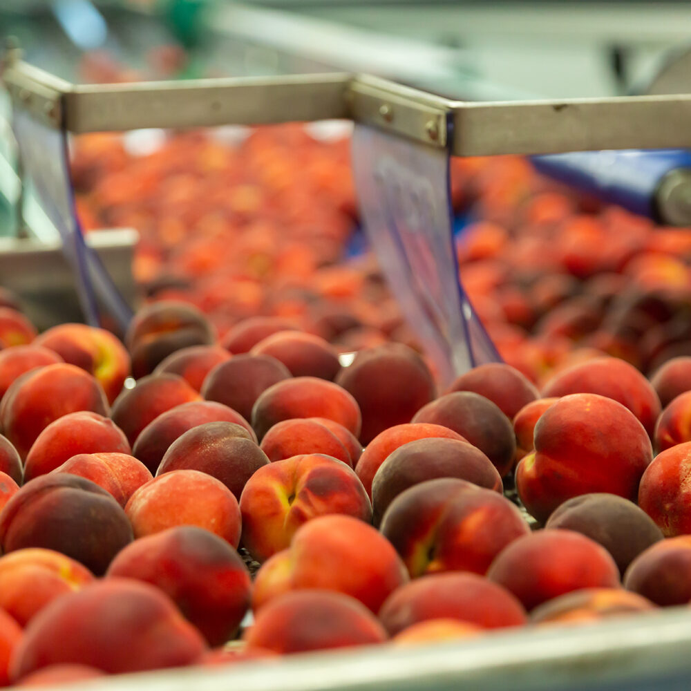 DelMar Foods Peach Processing